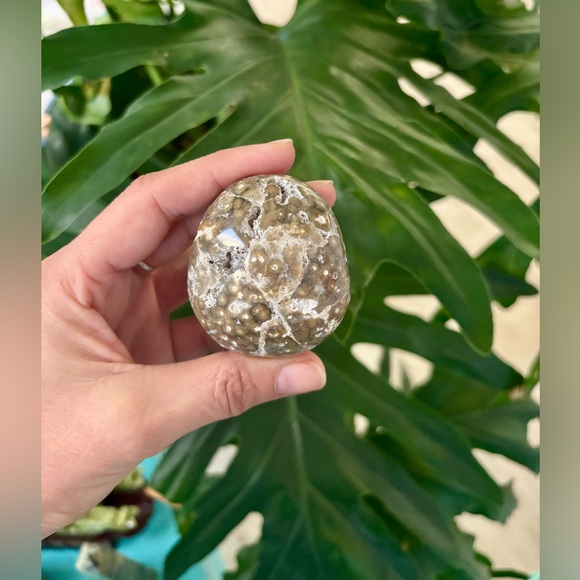 Ocean Jasper Palmstone - Picture 3 of 5